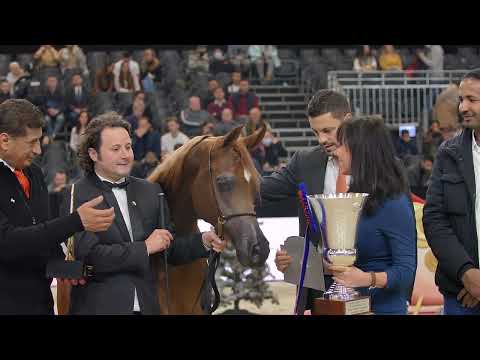 🧡PERFECTA ALJASSIMYA🧡⁣⁣ Silver Champion Yearling Filly, 2021 PARIS ARABIAN HORSE WORLD CHAMPIONSHIP