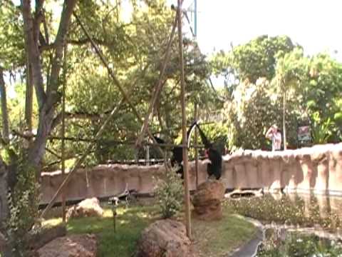 2nd YouTube video about are there monkeys in hawaii