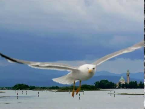 Daniel Načinović: Ein kleines Lied