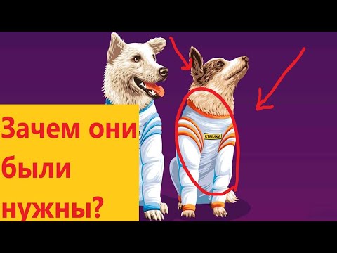 Зачем были нужны Белка и Стрелка? История первого полёта в космос