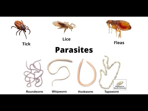 Ivercare Ivermectin Tablets