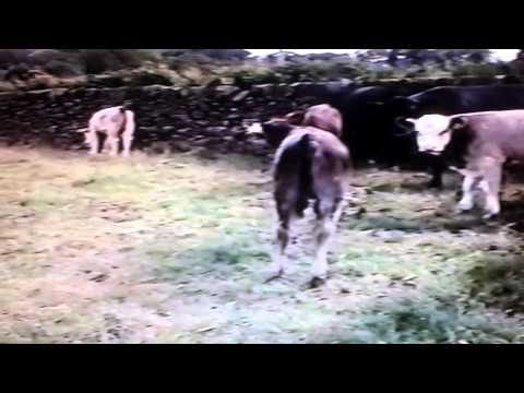 Southside Cattle 2001