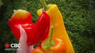 Rescuing 'ugly' produce from landfills