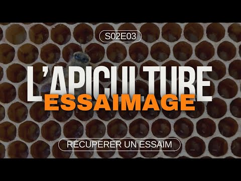 S02E03 - Collect a swarm and apiate it