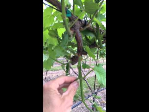 , title : 'Grape vine pruning'