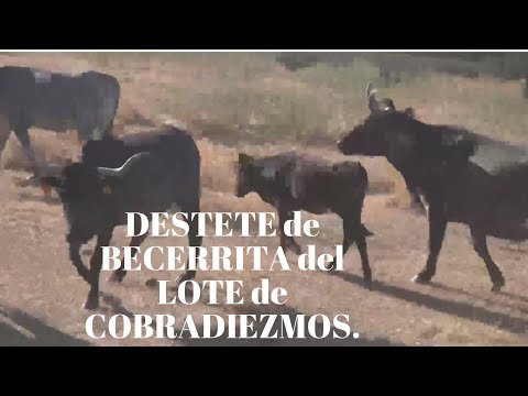 Lote de COBRADIEZMOS. DESTETE BECERRA Adelantada