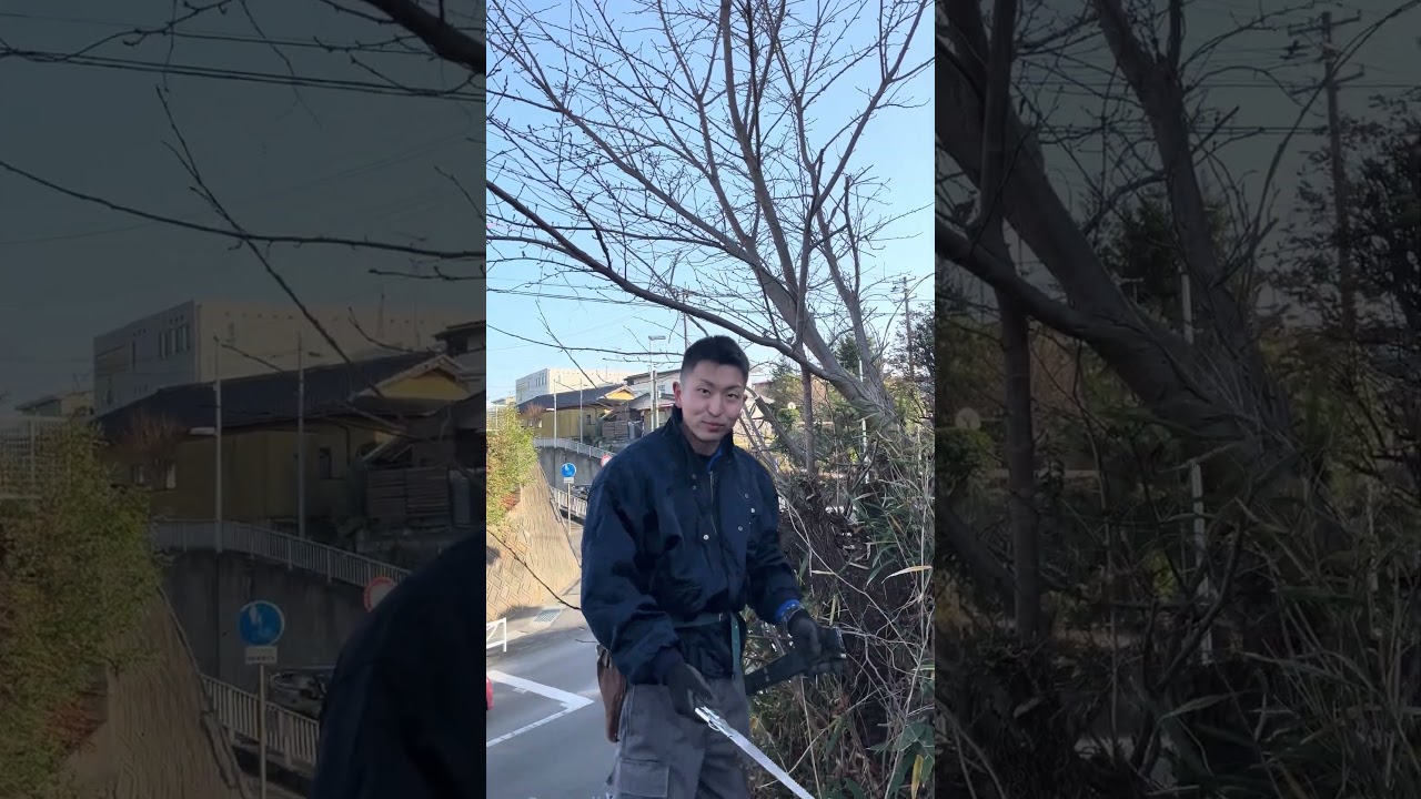 落葉樹の太い枝を落とすなら◯◯がおすすめ　#ガーデニング #園芸 #shorts