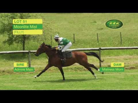 Lot 51 - MOONLITE MIST (Admire Main - Mistress Morn) Filly