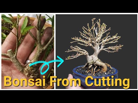 3 years progress from cutting to Bonsai. Willow leaf fig tree.