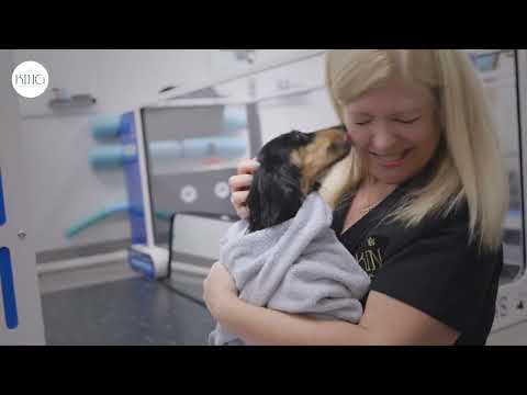 Veterinary Hydrotherapy