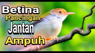 Download lagu Suara prenjak lumut betina untuk memancing jantan yang males bunyi√√ burung ombyokan√√ mp3 Download lagu Suara prenjak lumut betina untuk memancing jantan yang males bunyi√√ burung ombyokan√√ mp3