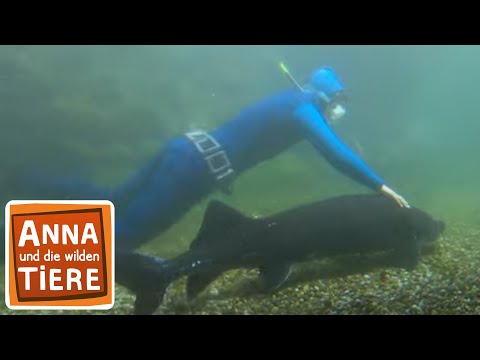 Störfall an der Donau | Reportage für Kinder | Anna und die wilden Tiere