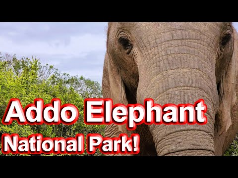 S1 – Ep 193 – Addo Elephant National Park – Another Fantastic Visit!