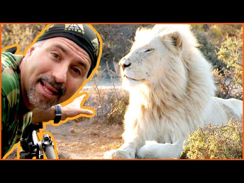 White Lion: Rare and Endangered - South Africa - Lawrence Wahba