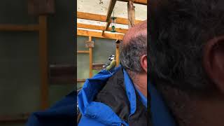 Download lagu African blue tit and white crested touraco mp3 Download lagu African blue tit and white crested touraco mp3