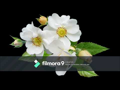 Thulasi Chediya Aralipoovu Song