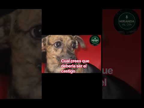 `Se robó una perrita para abusarla #MirandaAlDia #Colombia#noticias#Cauca#shorts