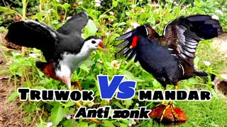 Download lagu SUARA BURUNG RUAK-RUAK DAN MANDAR mp3 Download lagu SUARA BURUNG RUAK-RUAK DAN MANDAR mp3