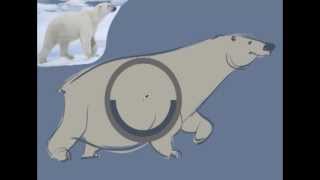 Michael Mattesi- FORCE-Polar Bear