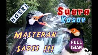 Download lagu Masteran Sadis || Suara Kasar Jalak Suren Full Isian || Masteran Murai Batu mp3
