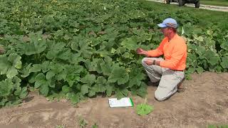 Scouting and Managing Powdery Mildew in Pumpkin