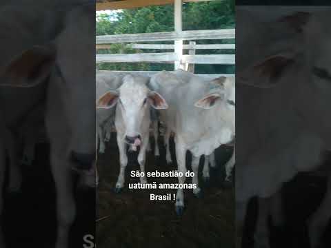 São Sebastião do uatumã amazonas brasil !!