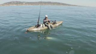White Sea Bass Fishing from Hobie Mirage Revolution