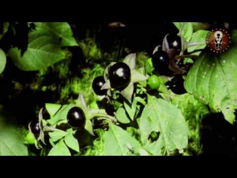 Pflanzen der Götter - Dr. Christian Rätsch & Dr. Claudia Müller-Ebeling