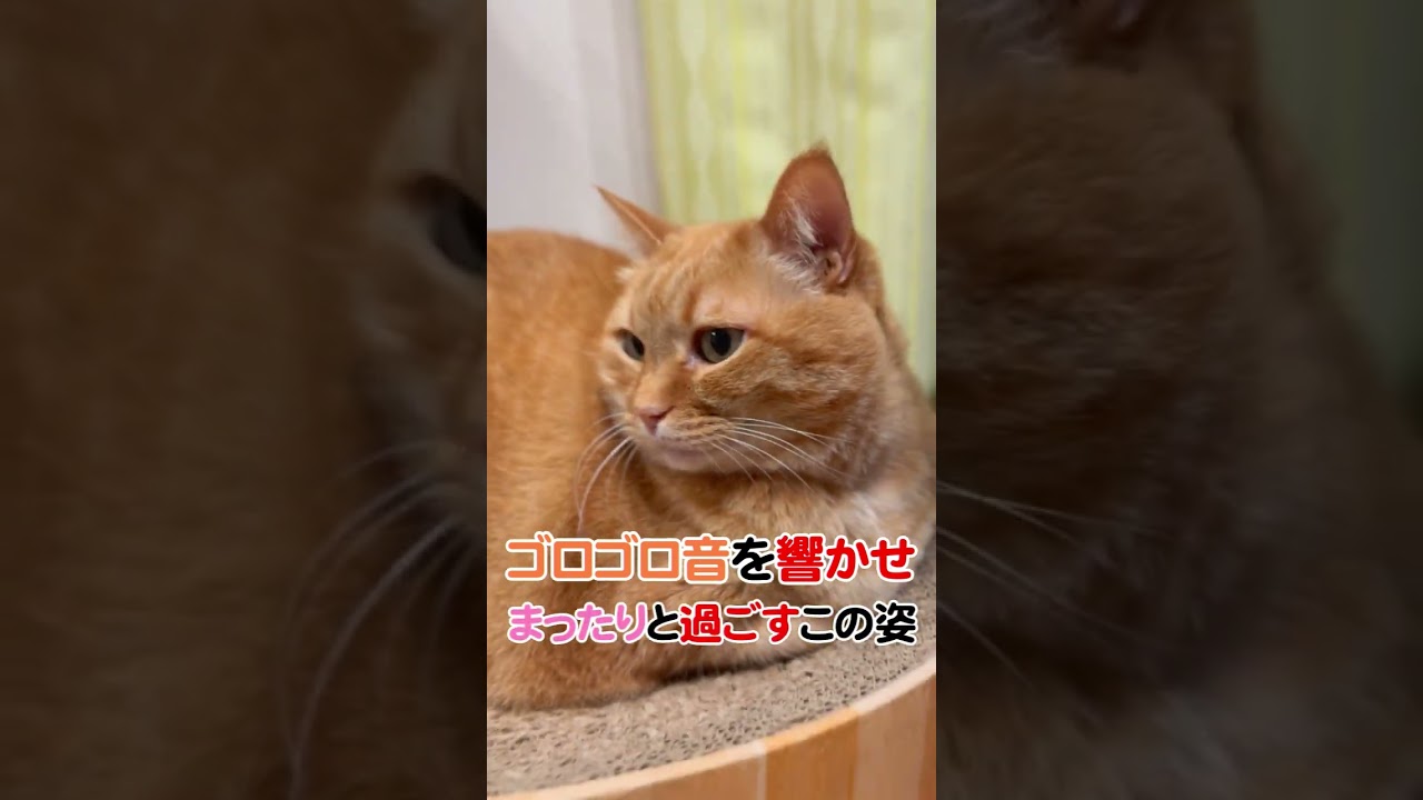 もっちりボディの可愛い猫　#猫　#すずつむふう 　#茶トラ