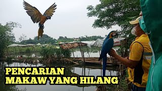 Download lagu PENCARIAN BURUNG MACAW YANG LEPAS mp3
