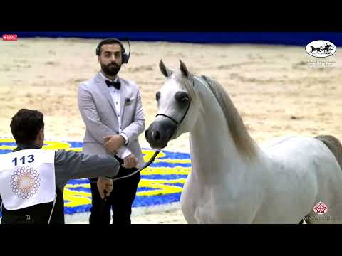 N 113 KA NISHAN   Dubai International Arabian Horse Championship 2022   Colts 3 years old Class 11