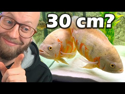 Køber De Største Fisk Der var