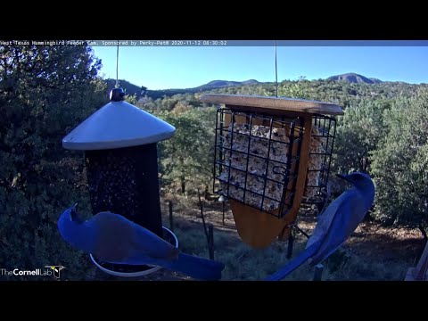 Woodhouse's Scrub-Jays Pick At Seeds And Suet In West Texas – Nov. 12, 2020
