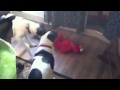 Tmx Elmo Plays With Dogs 2