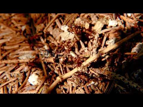 RED ANTS ON AN ANTHILL FOREST ANTS CRAWLING OVER THE SURFACE OF AN ANT HILL BUILT FROM THE NEEDLES O