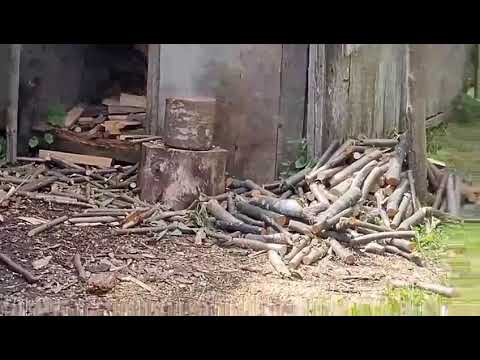 Scrobesti, sat Poiana, Bistra, Alba - Saxofon - Darius Pasca