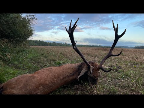 Erlegung auf der Brunftwiese
