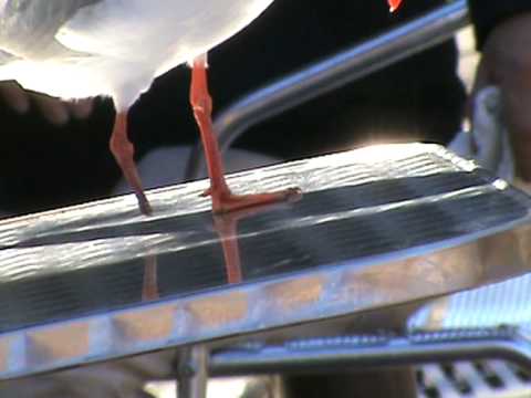 Der einbeinige Pilot