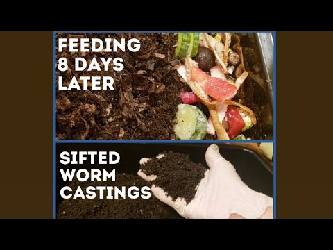 Coconut Coir Worm Bin Receives Largest Feeding | 2nd Update On Worms and Worm Castings