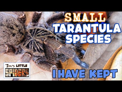 Tom's Little Spiders - All of My Small Tarantula Species