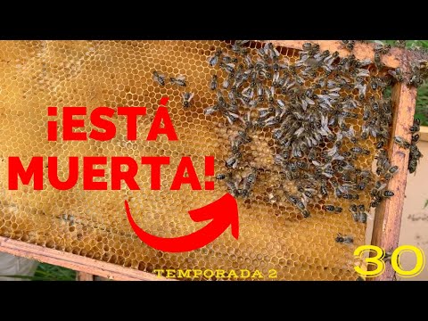 🐝❌A esta colmena NO PUEDO SALVARLA🐝❌ (La otra REALIDAD de la apicultura)