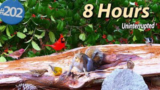 8 Hr. Uninterrupted Cat TV 😻 Birds &  Squirrels 🐦No Ads @LensMyth