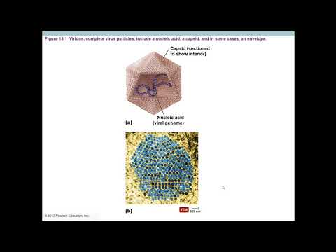 MICRO Chapter 13 Part 1 Recorded Lecture