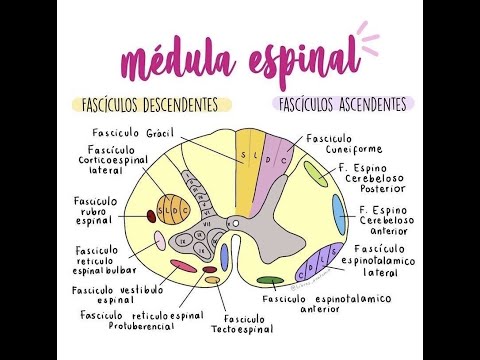 CAPÍTULO 13. Médula Espinal, Nervios Raquideos y Reflejos Somáticos (Clase 1). Saladín.