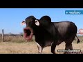 MOO Markiplier Clean