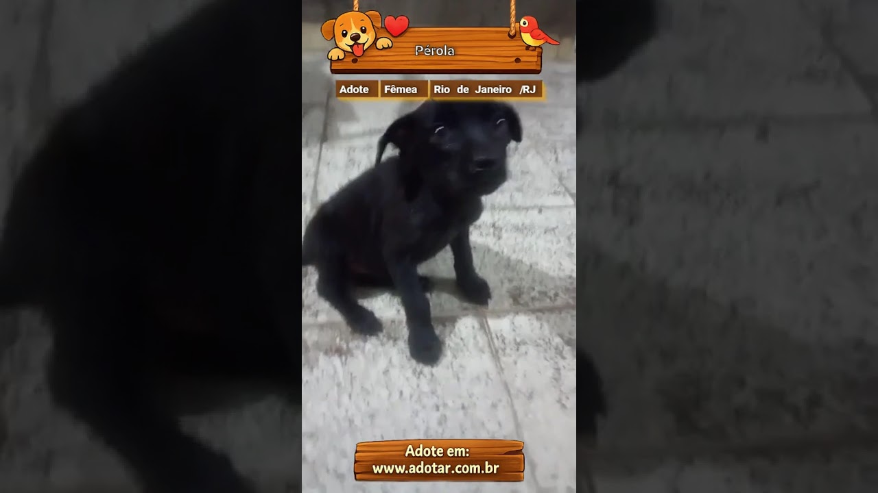 Cachorro raça SRD-ViraLata idade Abaixo de 2 meses nome Pérola 
