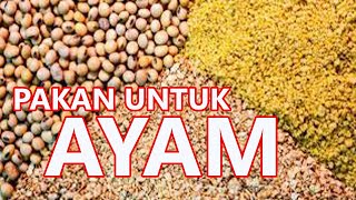 Download lagu FORMULA PAKAN ALTERNATIF UNTUK AYAM ARAB mp3