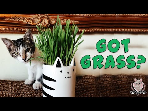 4 Proven + Healthy Reasons Why Your Cat Needs Fresh GRASS!