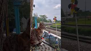 Download lagu kucing kaget di klakson kereta api   #keretaapi #keretaapiindonesi #railfans #kucing  #kucinglucu mp3 Download lagu kucing kaget di klakson kereta api   #keretaapi #keretaapiindonesi #railfans #kucing  #kucinglucu mp3