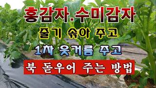 [텃밭농부 2,213]  홍감자. 수미감자 순을 솎아 주고, 1차 웃거름 주고, 복을 돋우어 주는 방법! #…